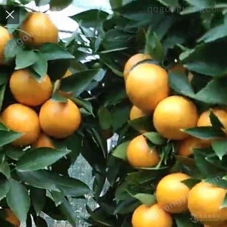 091无核沃柑橘苗种植