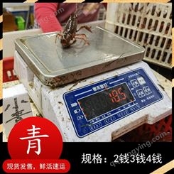潜江鲜活小龙虾234规格小青虾可做虾尾货源紧张提前预订