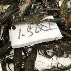 人工养殖澳龙批发1.5两规格澳洲淡水小龙虾2021年11月23号50元每斤货源充足