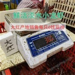 楚淼水产鲜活小龙虾每只6钱规格红虾适合清蒸2021年9月26日活动价24元每斤
