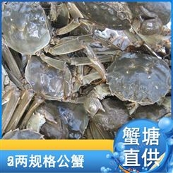 秋季大闸蟹批发2两规格公螃蟹2021年10号21元每斤