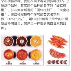 媛红椪柑橘子苗