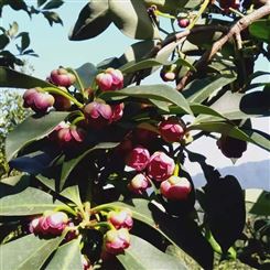 热门八角长在树上 大红八角矮化技术 大茴香树的叶子香生产供应