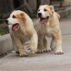 散养中亚犬幼崽 中亚牧羊犬大型养殖 种类丰富 双血统