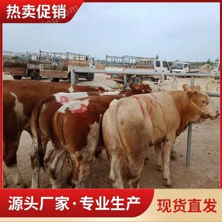 牛犊肉牛养殖交易市场厂家 牛犊牛苗 养殖客户 检验检疫