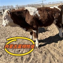 富翔牧业 四百至五百斤 西门塔尔小母牛 纯散养牛 草原散养牛