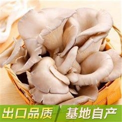 冷冻平菇 食用菌菇 各种速度蔬菜 新鲜美味 厂家批发