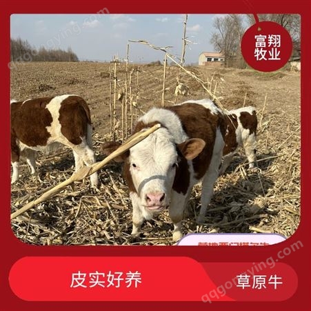 牧区一手牛源 六之七个月 西门塔尔二岁母牛斤 饲养简单 四肢强健
