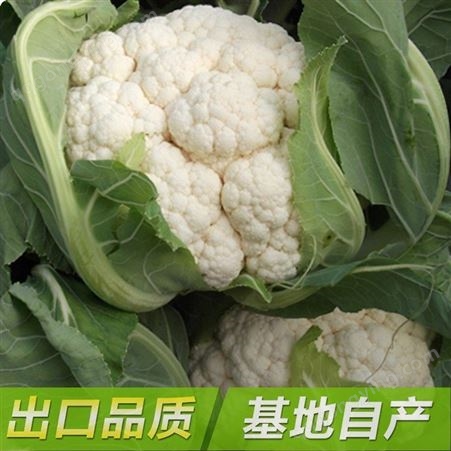冷冻白花菜 厂家现货 速冻蔬菜食品 批发冻菜食材