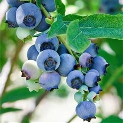 达林园林 蓝莓苗 一对一种苗技术 带土保湿发货