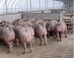 兰州原种太湖母猪厂家售卖 太湖母猪四肢健壮 挑选长的速度快