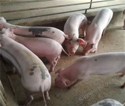 了解比利时长白母猪价格 养猪苗 包配送 性情活泼