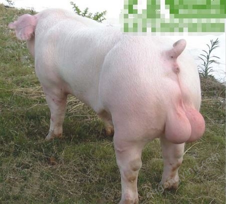 公猪品种 杜洛克 长白 杜洛克公猪 乳排列整齐 体格比较大