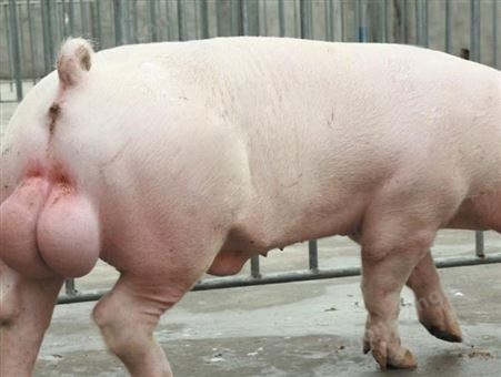 公猪品种 杜洛克 长白 杜洛克公猪 乳排列整齐 体格比较大