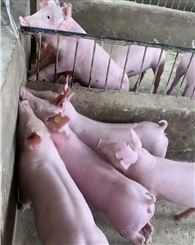 比系长白母猪 猪苗出售 长白母猪报价 产子多分娩容易
