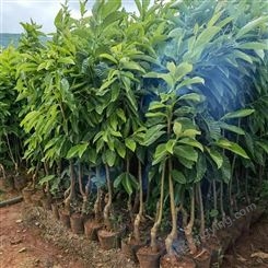 板栗树苗 工程用苗 肥水灌溉管理 达林园林技术指导