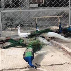 农家养殖成年开屏孔雀表演 景区动物园观赏 鸵鸟自然散养