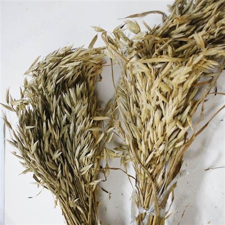 供应燕麦穗干花 天然装饰 干草拍摄小道具 天然谷物植物装饰