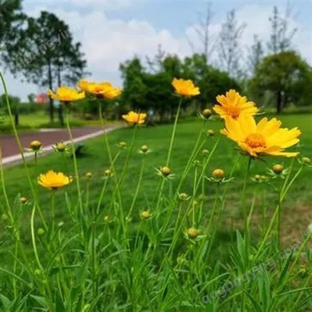 众兴园林花镜花带小区观赏草花金鸡菊 市政工程绿化金光菊