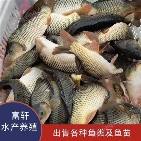 北京青鱼出售  青鱼养殖基地  大量供应青根鱼  轩富水产批发