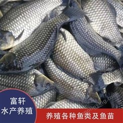 轩富水产 大型鱼苗场  鱼苗养殖基地  品种齐全价格低