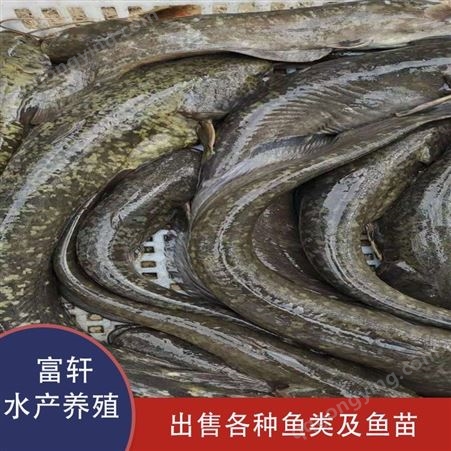 北京青鱼出售  青鱼养殖基地  大量供应青根鱼  轩富水产批发