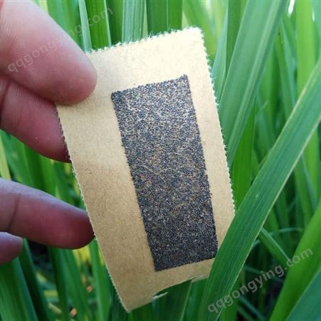 螟黄玉米稻螟松毛虫赤眼蜂卵卡抛卵球茶叶水稻玉米绿色防控