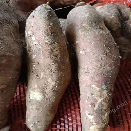 广 东长期供应红心红薯紫薯番薯生吃烤煮粥都可 顺来