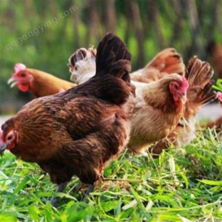 泰西农牧微生态辣椒油粉在蛋禽养殖中的主要作用 鸡用辣椒油粉