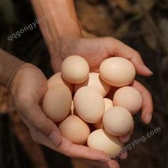 蛋鸡辣椒油粉发酵技术成熟 蛋鸡辣椒油粉现货批发