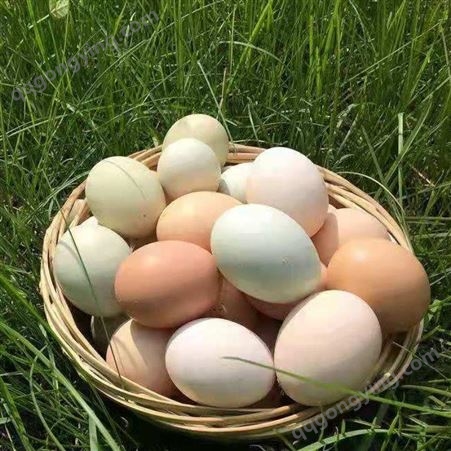 蛋鸡辣椒油粉在蛋鸡开产后的妙用 蛋鸡辣椒油粉价格