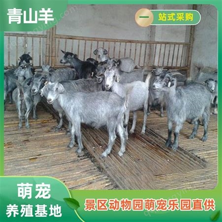 青山羊批发 山羊羔大型养殖场 提供养殖技术 纵腾
