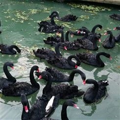 湿地公园脱温黑天鹅种苗养殖 生存力强外形美观