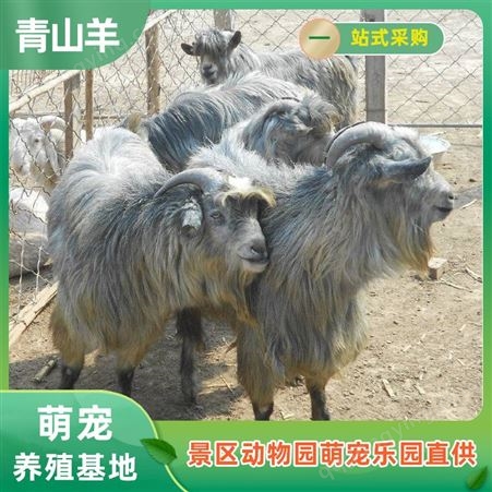 青山羊批发 山羊羔大型养殖场 提供养殖技术 纵腾