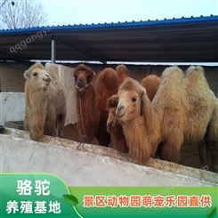 骆驼出租 双峰驼大型养殖基地 动物园观赏骆 驼 纵腾