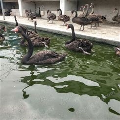 成年黑天鹅养殖 动物园散养观赏拍照 脱温改良种鹅鹅苗 繁殖力强