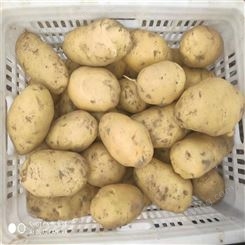 土豆代收 马铃薯新品种 食用品质较好 营养价值高 种子批发