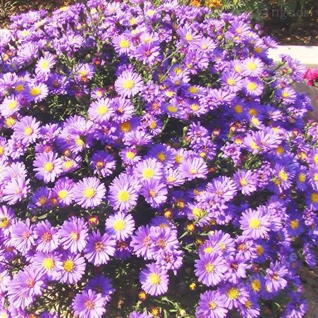 荷兰菊种子 阳台盆栽庭院花海矮型四季菊蓝紫色多年生耐寒花种籽