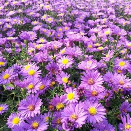 荷兰菊种子 阳台盆栽庭院花海矮型四季菊蓝紫色多年生耐寒花种籽