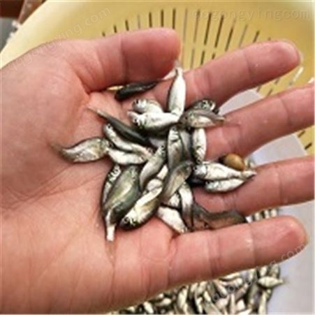 淡水鱼苗 品质服务 流程高效高成活率耐病害精品培育
