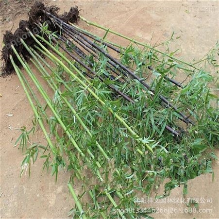 基地直销竹苗 品种竹苗供应 大小工程用竹苗 庭院栽种 净化空气