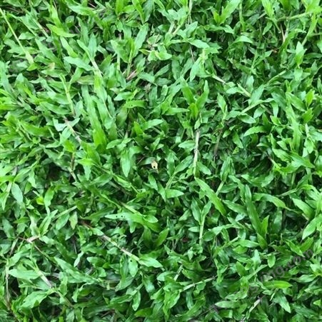 草坪种子大叶油草种子地毯草种子巴西地毯草耐热抗旱固土护坡