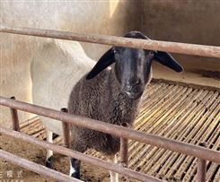 牛羊副产品零售 杜泊绵羊苗出售采食性广不挑食可吃低品质牧草